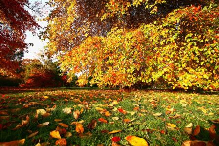 funeral_director-awliscombe